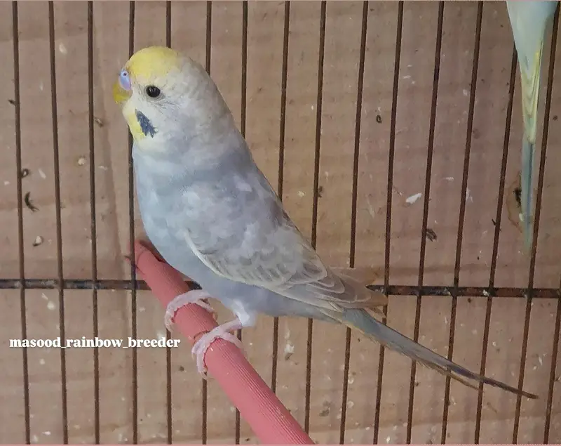Rainbow Top Quality Young Males — photo 2