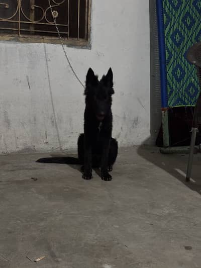 Black shepherd Male fully active puppy