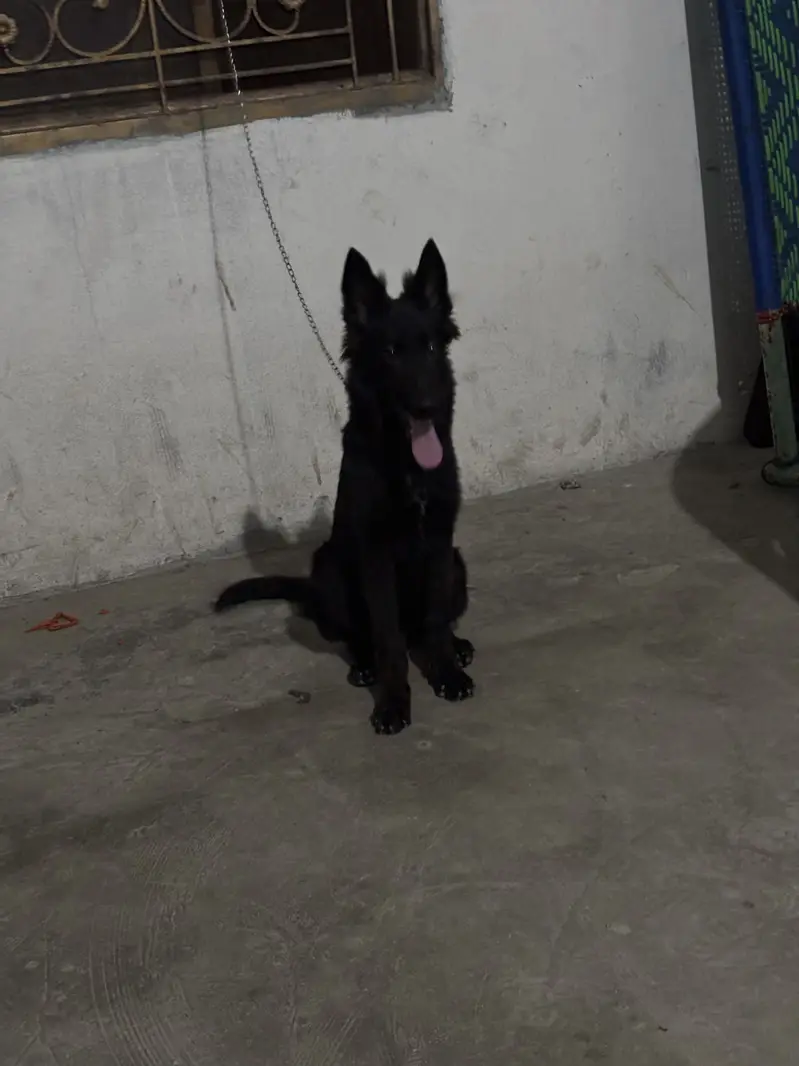 Black shepherd Male fully active puppy — photo 2