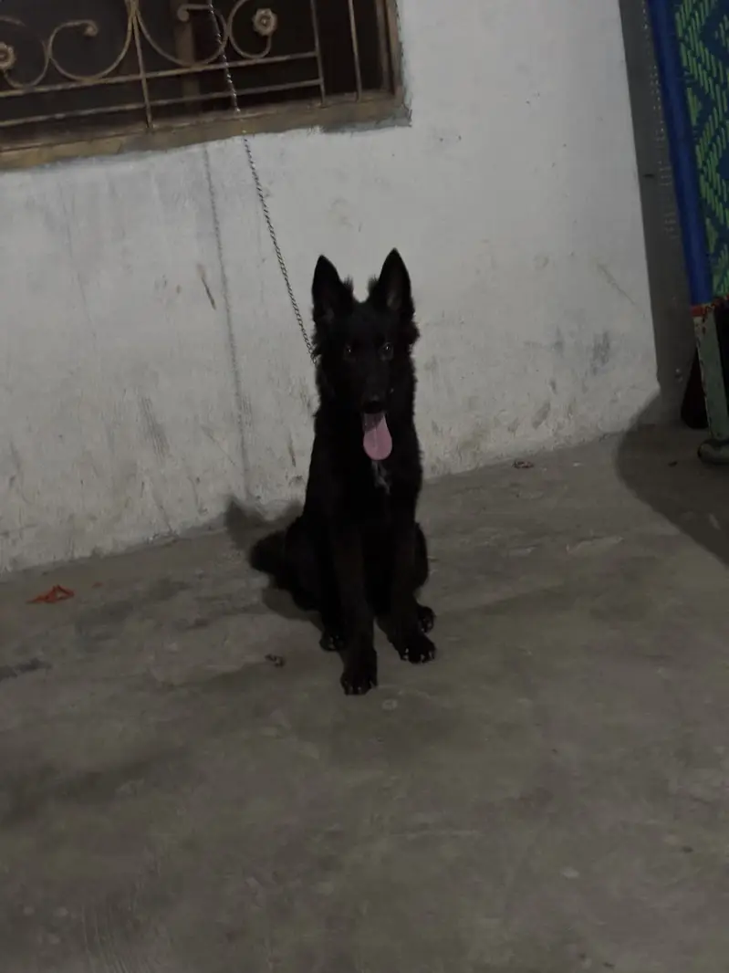 Black shepherd Male fully active puppy — photo 3