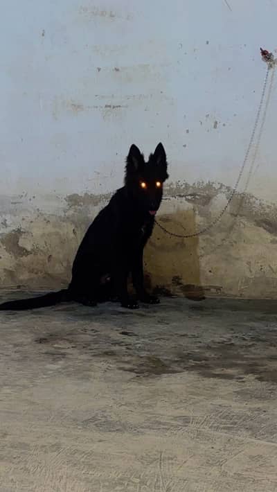 Black shepherd Male fully active puppy