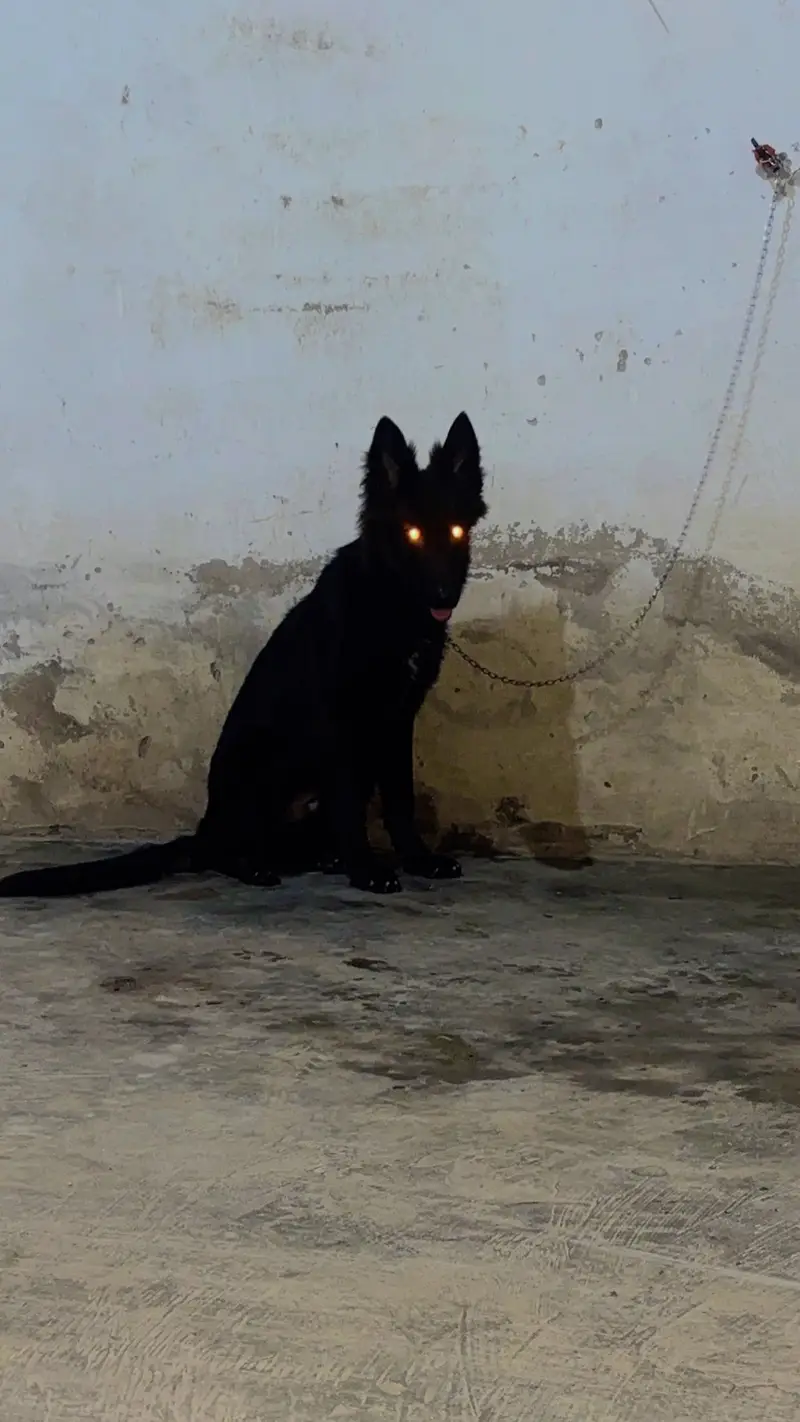Black shepherd Male fully active puppy — photo 4