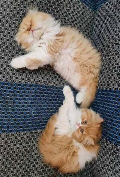 Persian kitten available. 0315/3352768