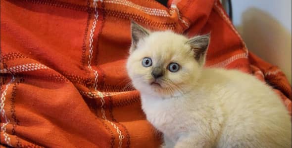 himalyan cat