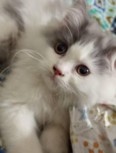 Persian cat