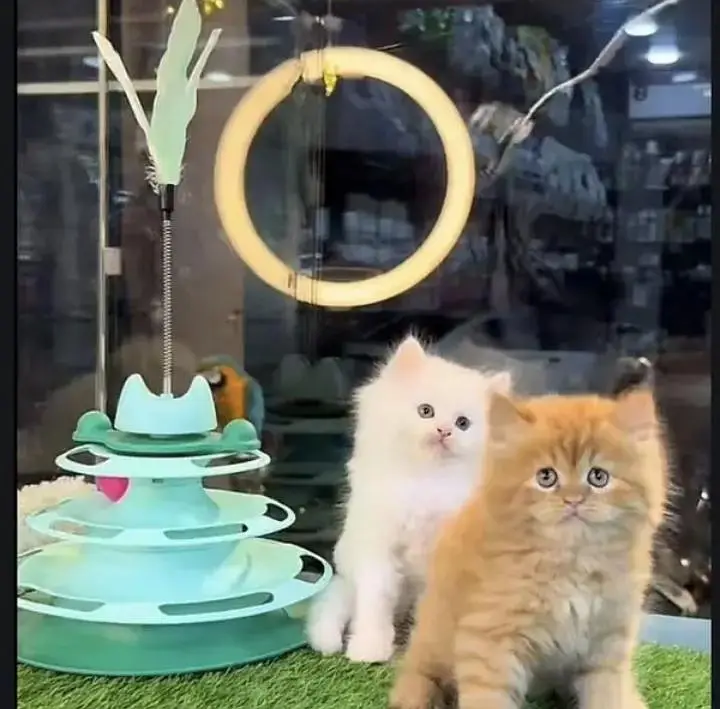(Persian female kitten) (for sale all) (Pakistan delivery available) — photo 3