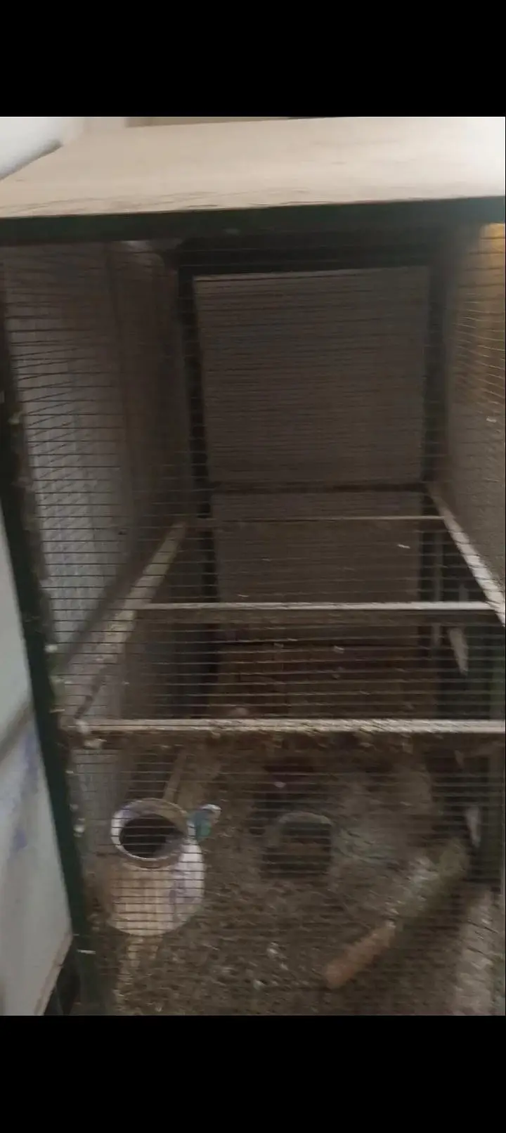 iron cage — photo 2