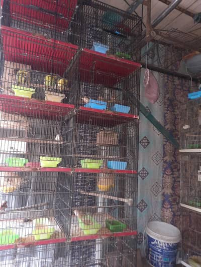 birds & cages
