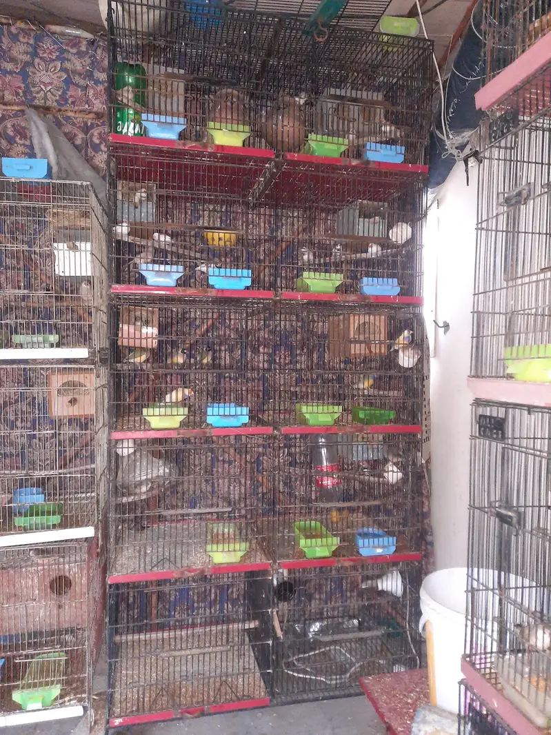 birds & cages — photo 2