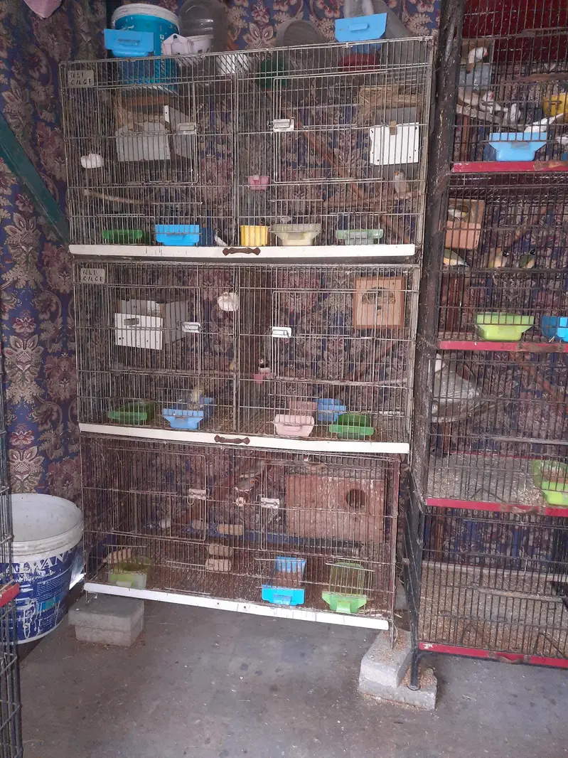 birds & cages — photo 3