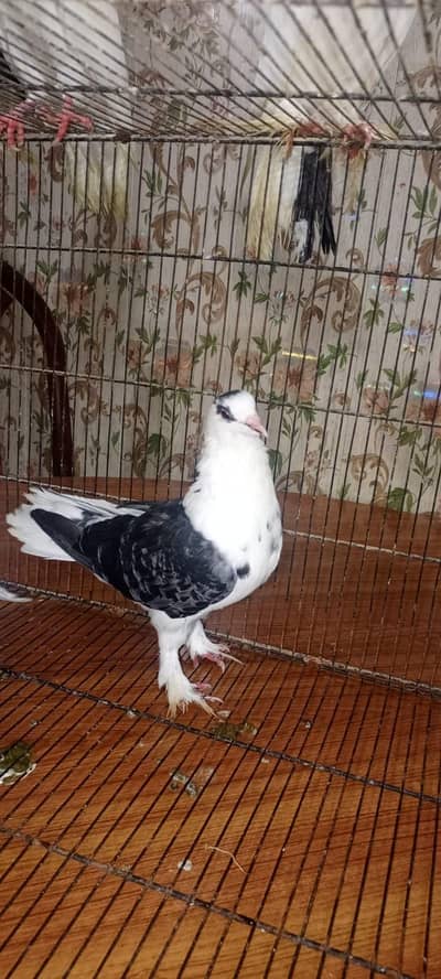 Laka pigeon/ Mhoki pigeon/sherzi pigeon/ Fancy pigeon