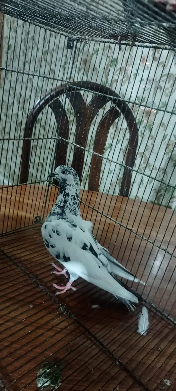 Laka pigeon/ Mhoki pigeon/sherzi pigeon/ Fancy pigeon — photo 2