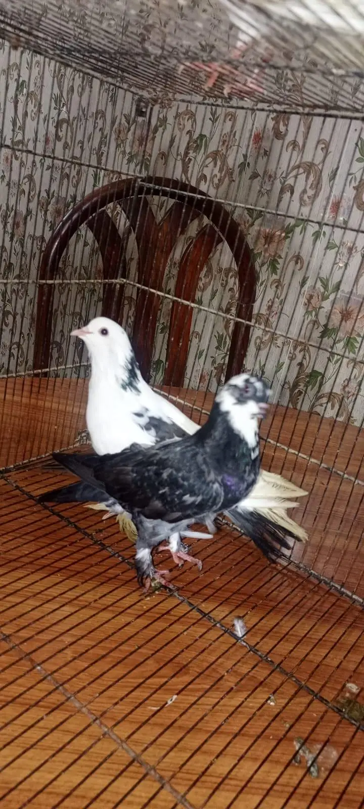 Laka pigeon/ Mhoki pigeon/sherzi pigeon/ Fancy pigeon — photo 3