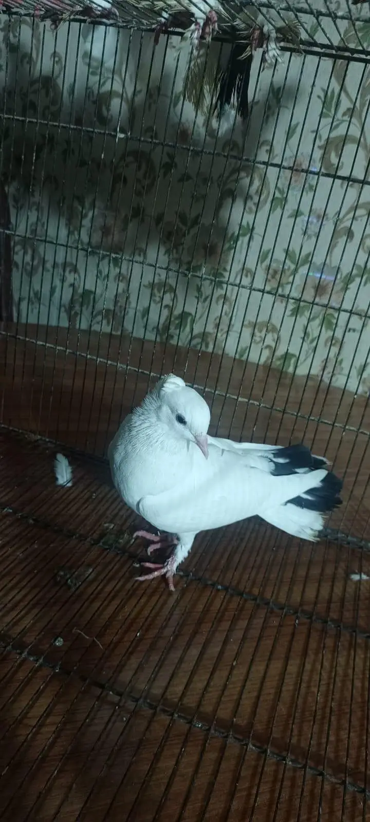 Laka pigeon/ Mhoki pigeon/sherzi pigeon/ Fancy pigeon — photo 4