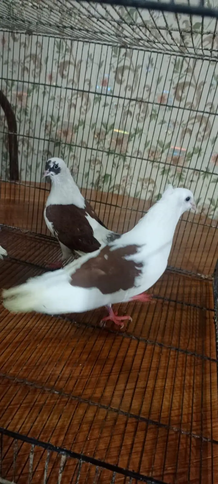 Laka pigeon/ Mhoki pigeon/sherzi pigeon/ Fancy pigeon — photo 5