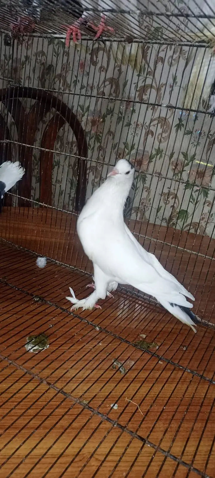 Laka pigeon/ Mhoki pigeon/sherzi pigeon/ Fancy pigeon — photo 6