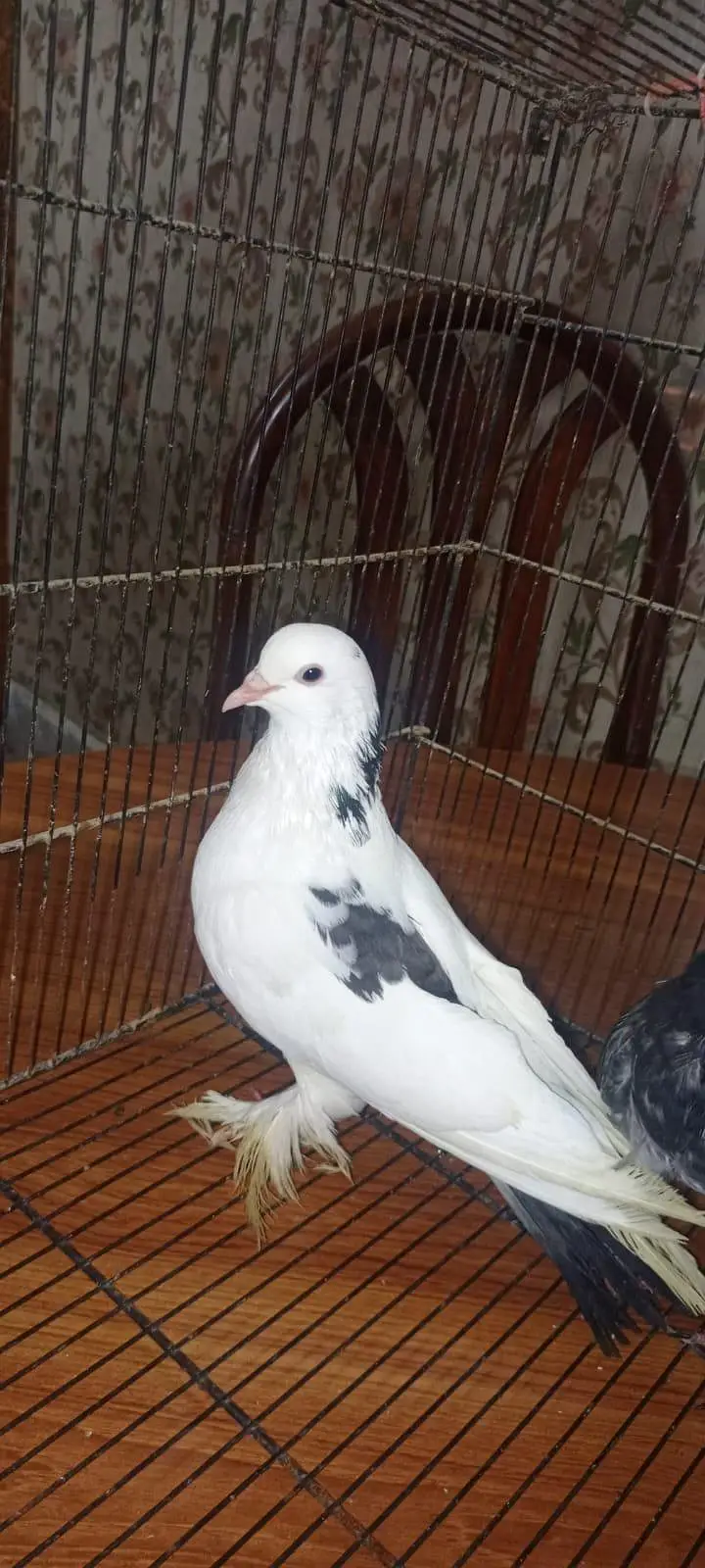 Laka pigeon/ Mhoki pigeon/sherzi pigeon/ Fancy pigeon — photo 7