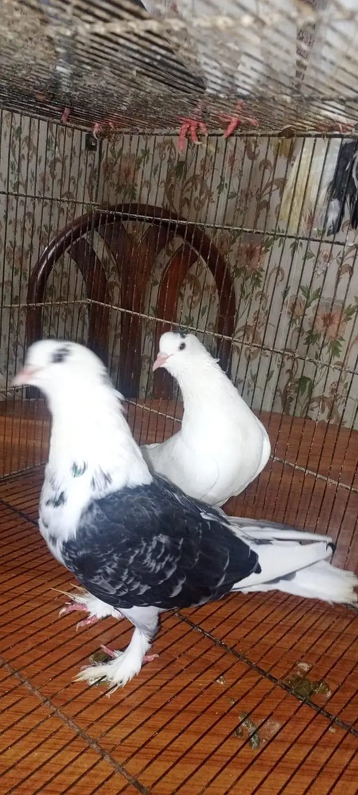 Laka pigeon/ Mhoki pigeon/sherzi pigeon/ Fancy pigeon — photo 9