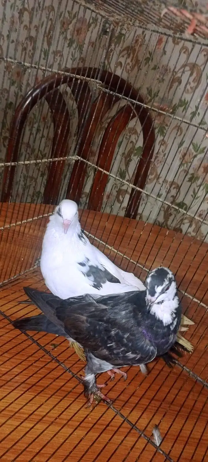 Laka pigeon/ Mhoki pigeon/sherzi pigeon/ Fancy pigeon — photo 10