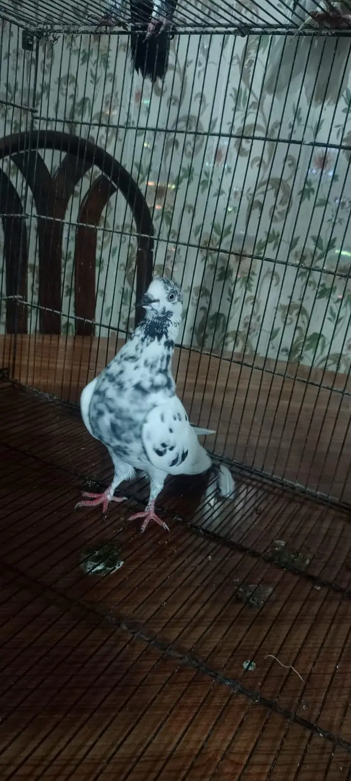 Laka pigeon/ Mhoki pigeon/sherzi pigeon/ Fancy pigeon — photo 11