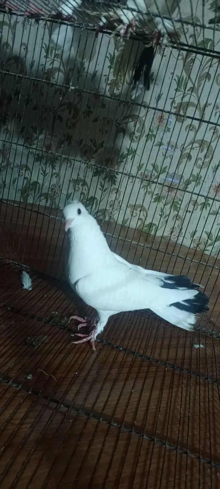 Laka pigeon/ Mhoki pigeon/sherzi pigeon/ Fancy pigeon — photo 12