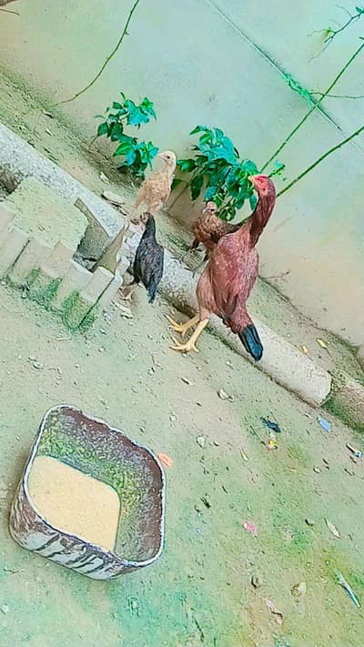 aseel meanwali aseel lasani and andon wali murgean