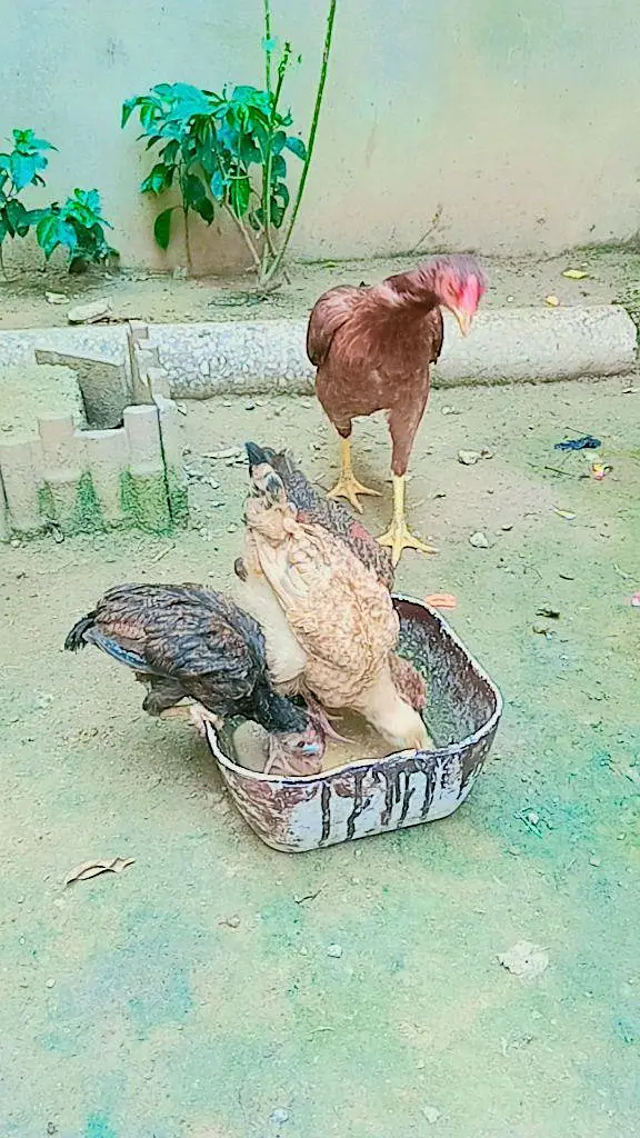 aseel meanwali aseel lasani and andon wali murgean — photo 2