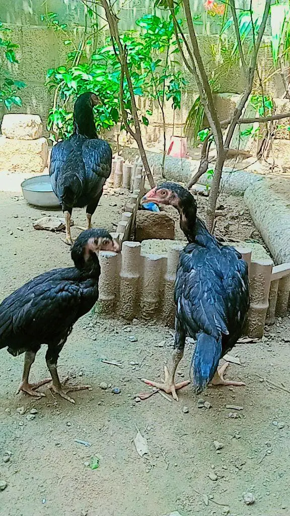 aseel meanwali aseel lasani and andon wali murgean — photo 3
