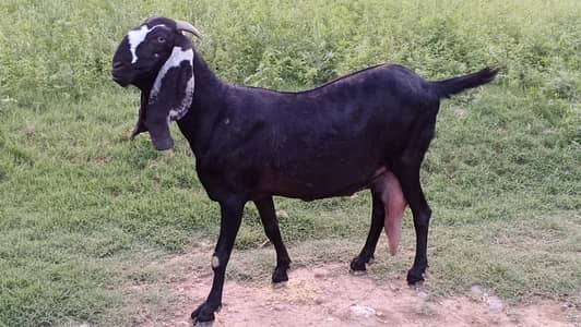 Sahiwal Goat
