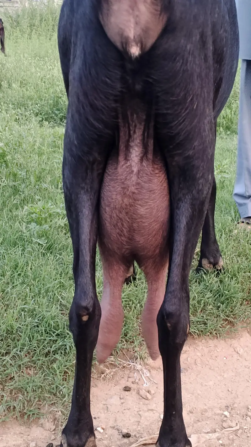 Sahiwal Goat — photo 2