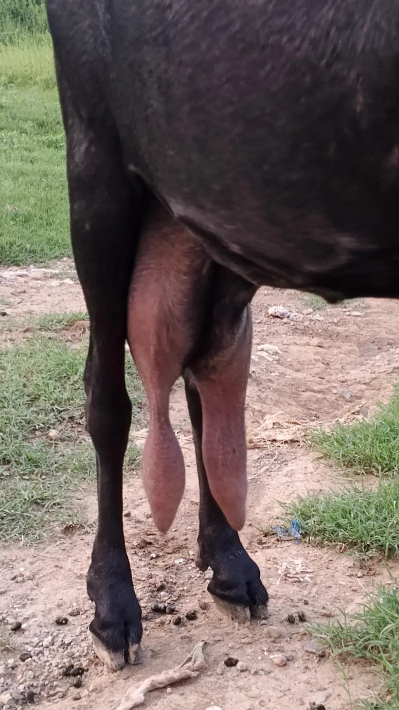 Sahiwal Goat — photo 3