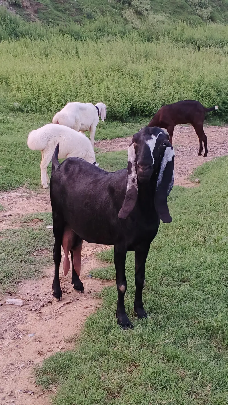 Sahiwal Goat — photo 4