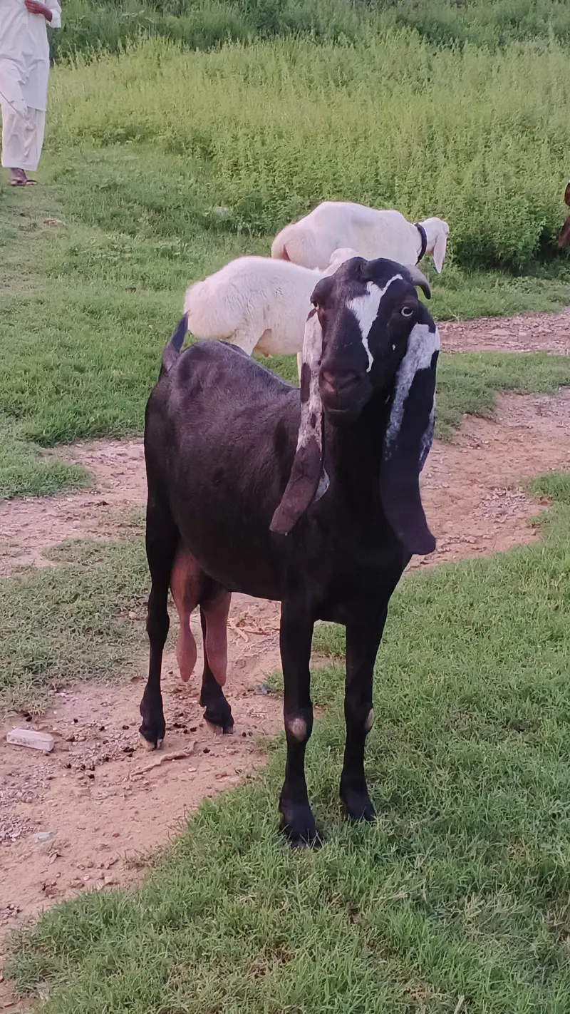Sahiwal Goat — photo 5