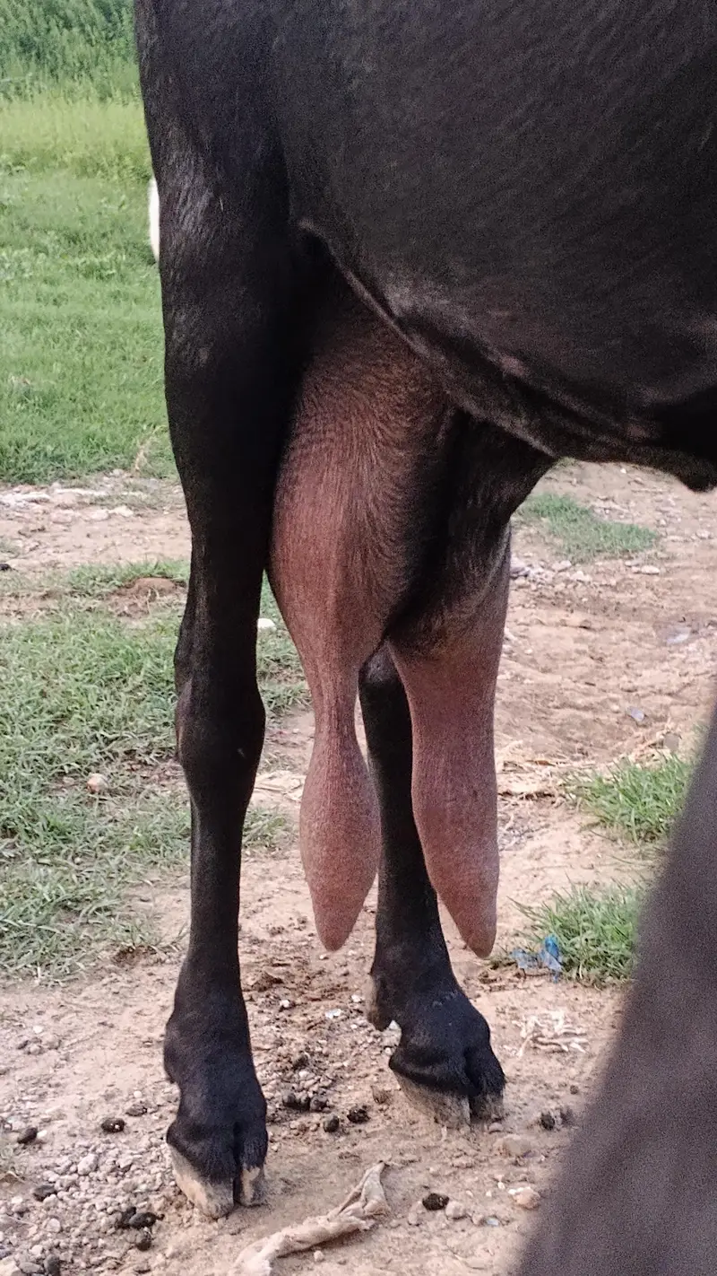 Sahiwal Goat — photo 6