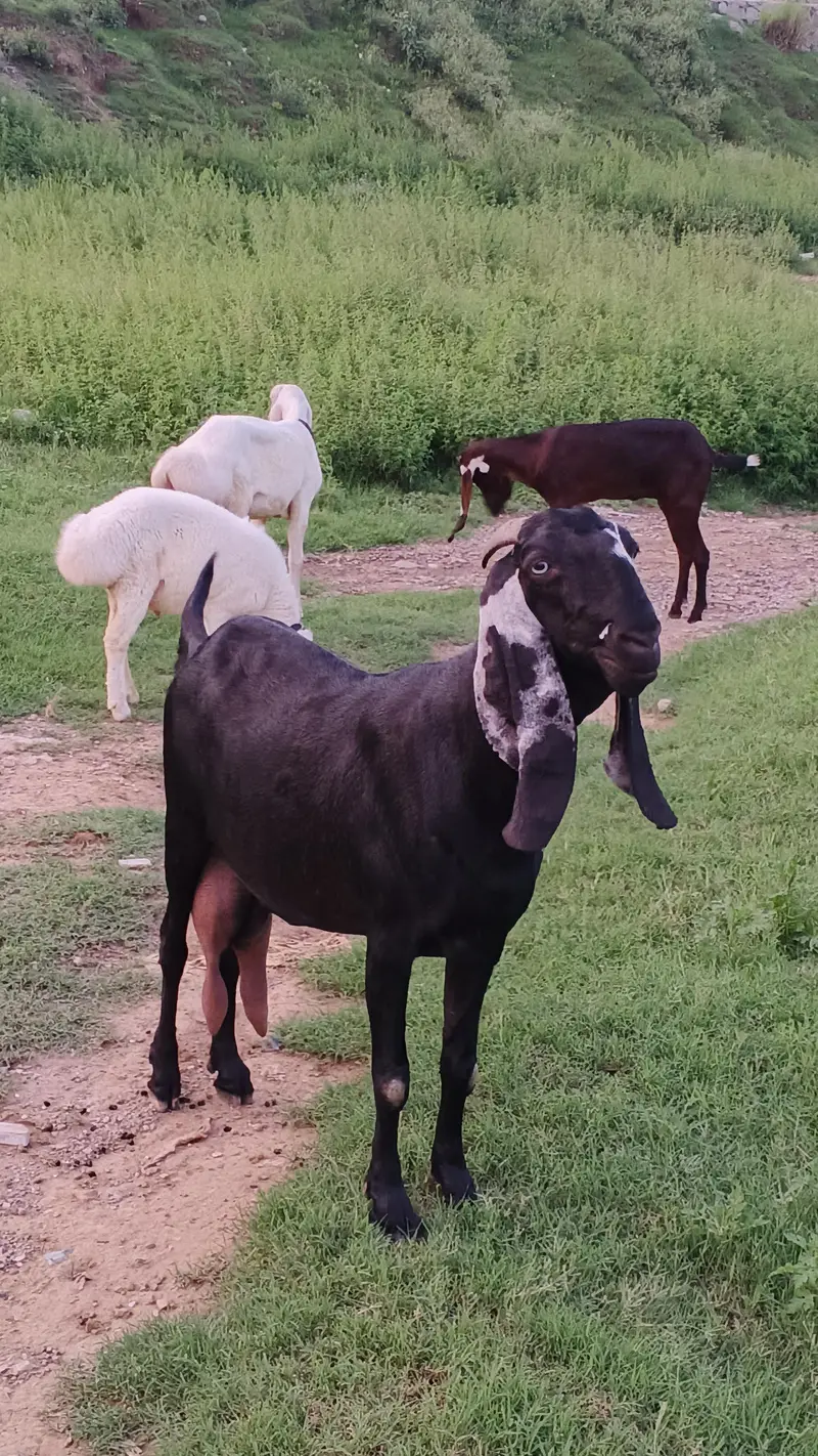 Sahiwal Goat — photo 7