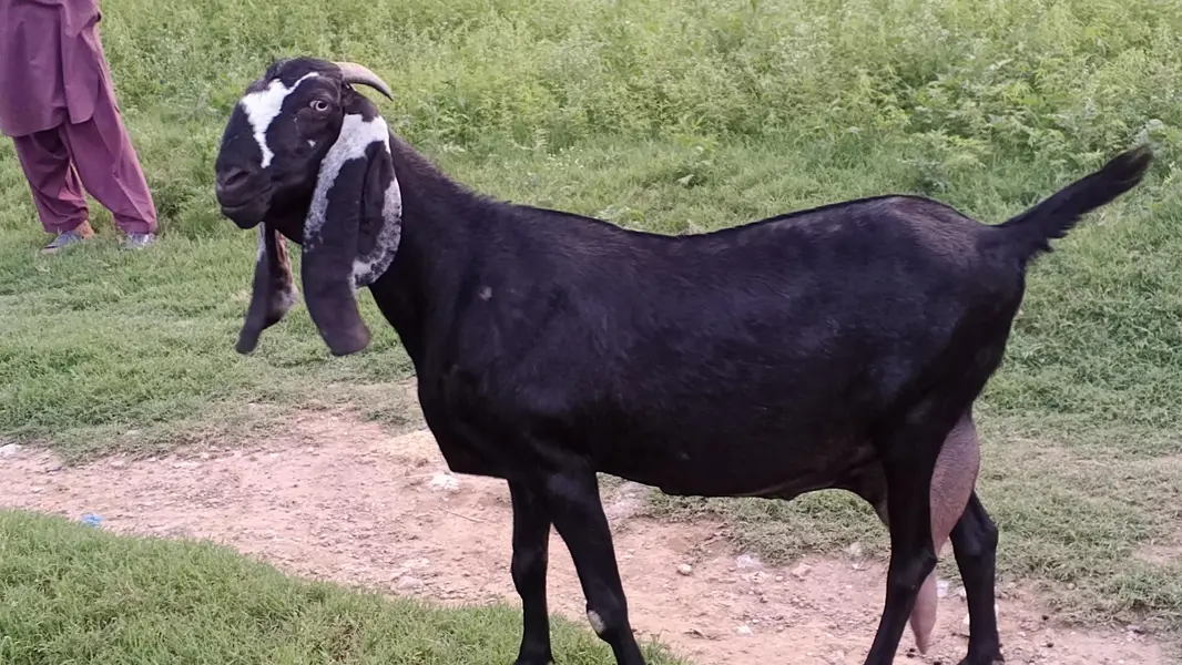 Sahiwal Goat — photo 8