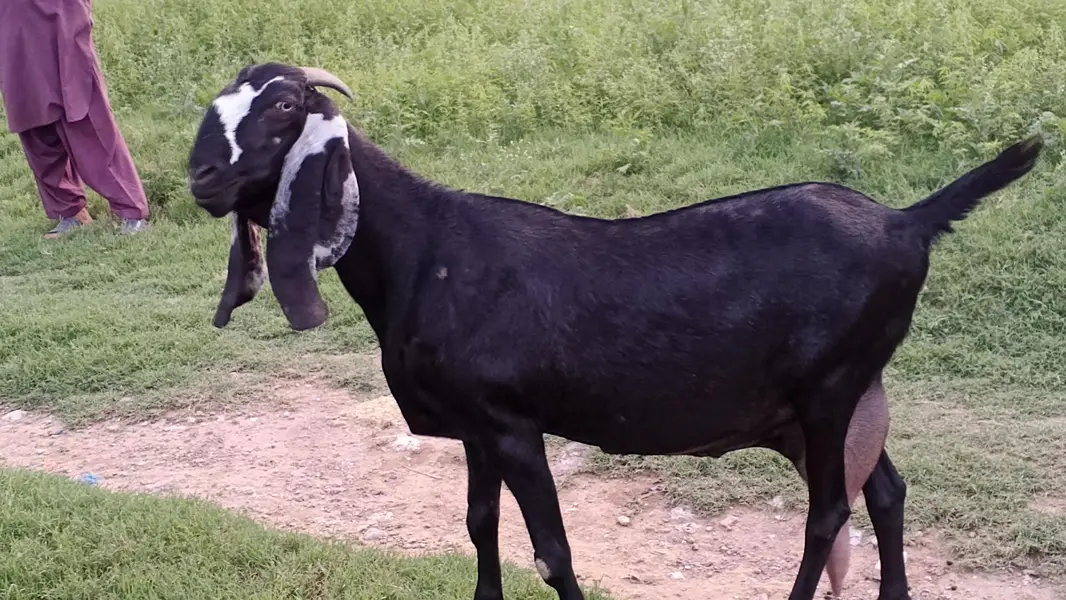 Sahiwal Goat — photo 9