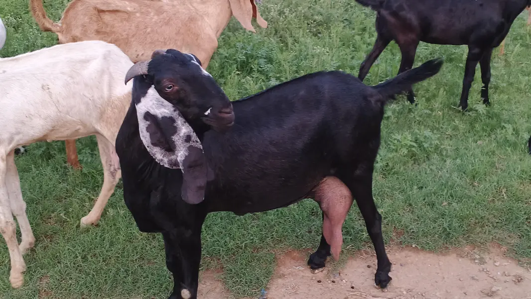 Sahiwal Goat — photo 10