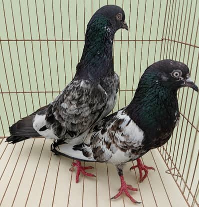 Breeder Pairs Available for Sale in Karachi