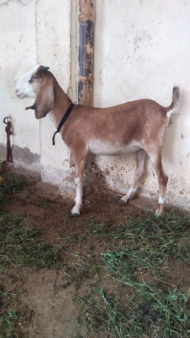 السلام وعلیکم — photo 2