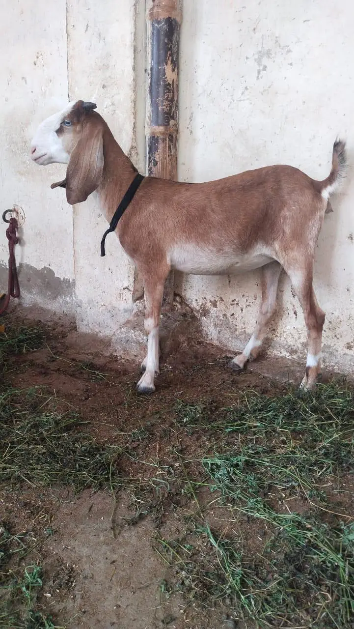 السلام وعلیکم — photo 3
