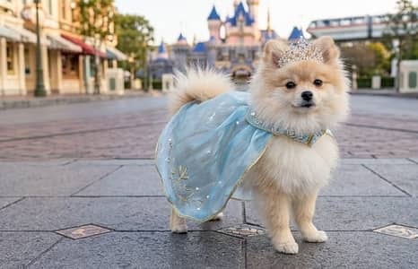 Pomeranian (German Spitz)