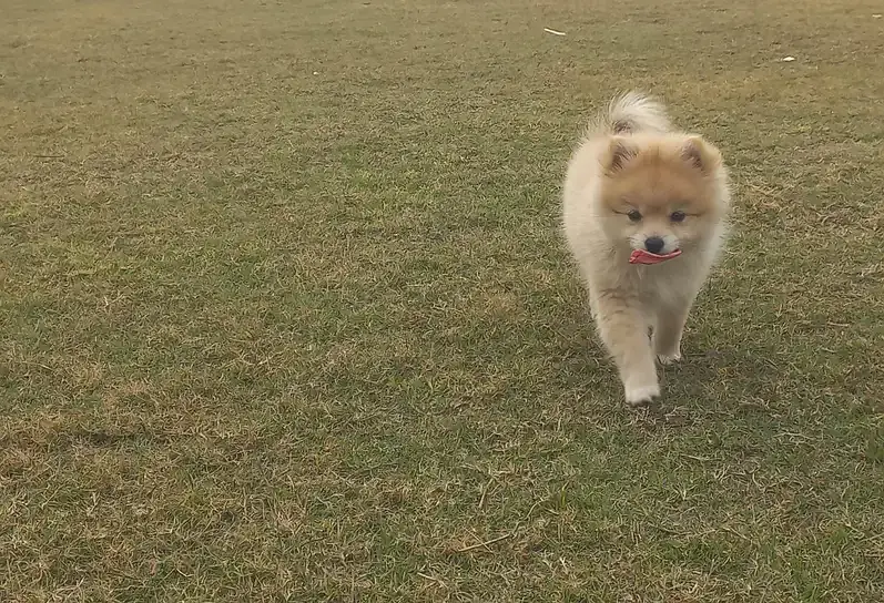 Pomeranian (German Spitz) — photo 2