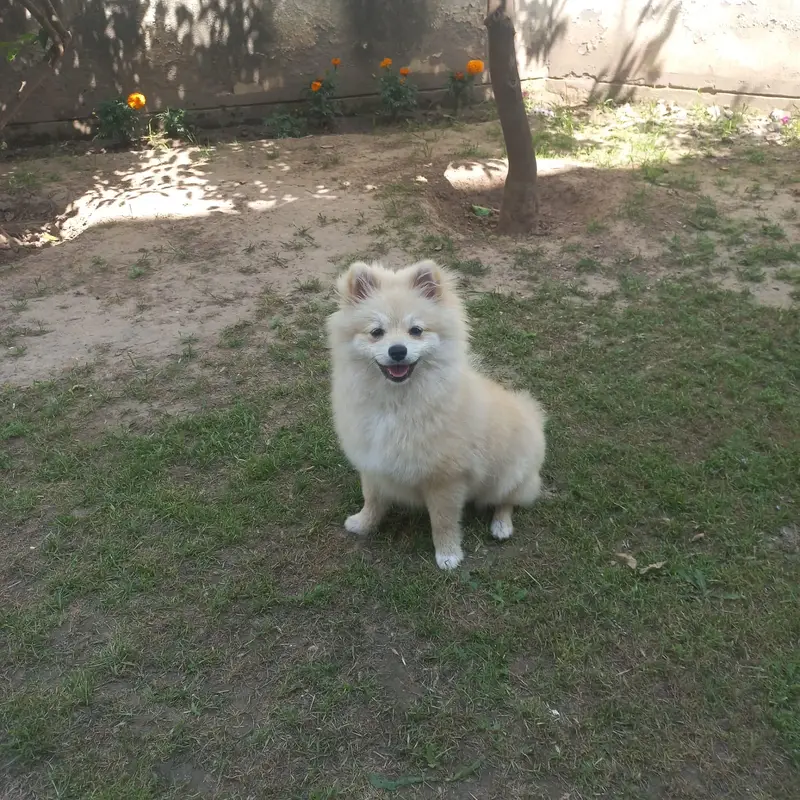 Pomeranian (German Spitz) — photo 3