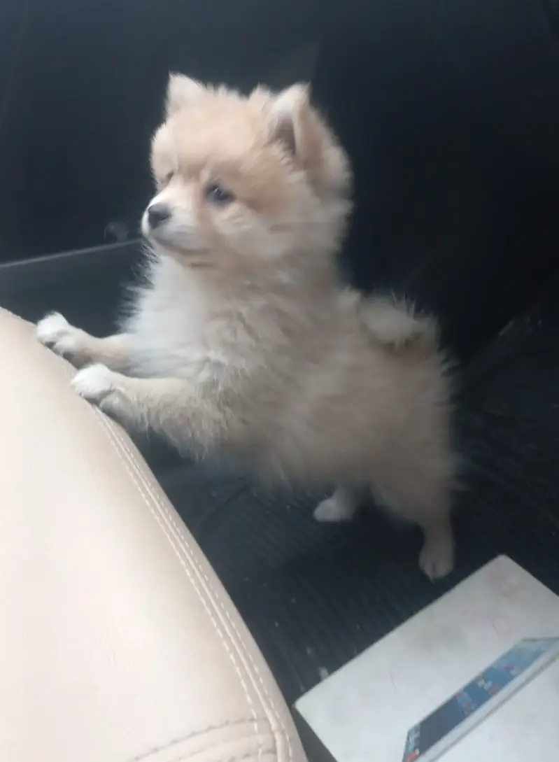 Pomeranian (German Spitz) — photo 4
