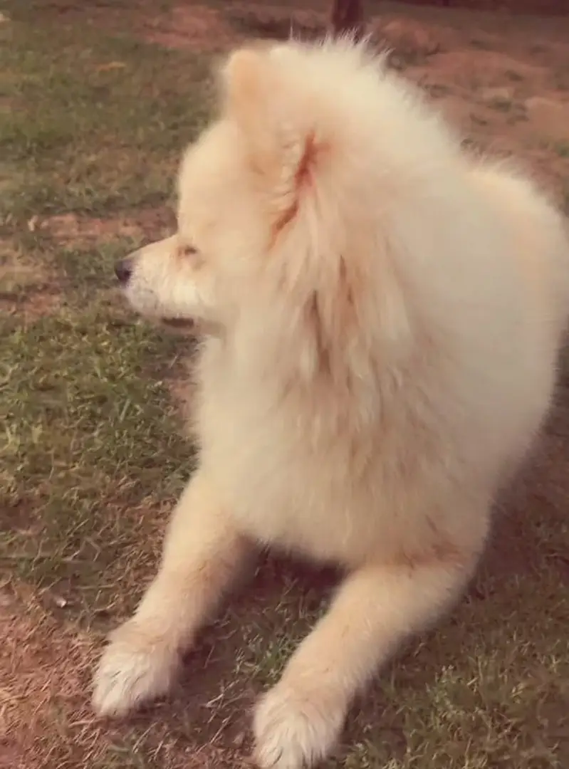 Pomeranian (German Spitz) — photo 5