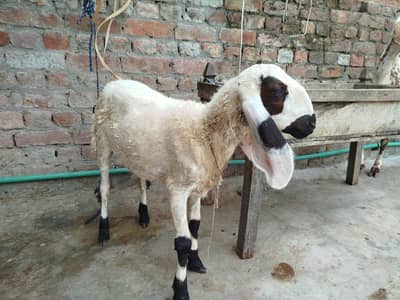 bari achi shouq wali chiz ha