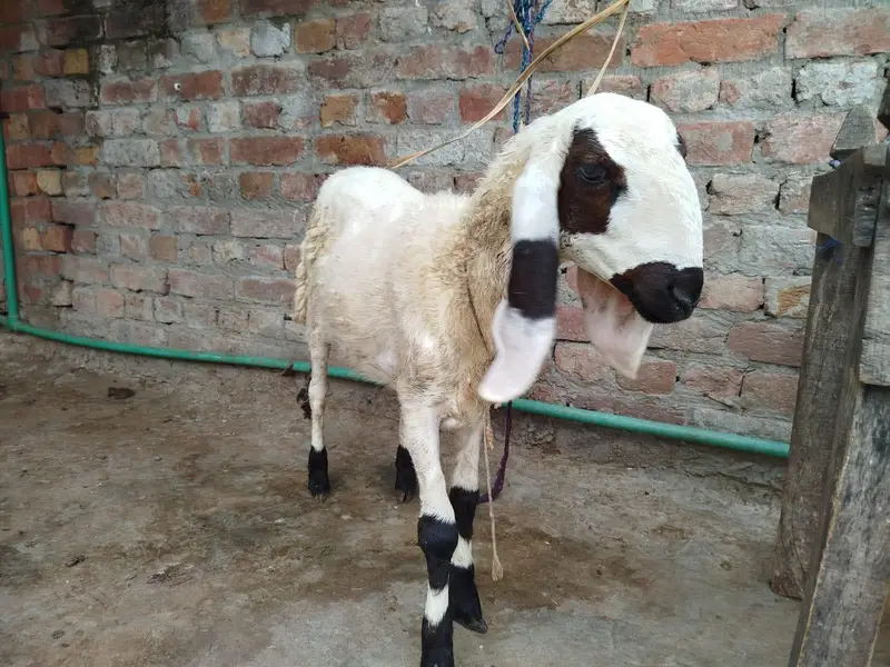 bari achi shouq wali chiz ha female sheep ha — photo 2