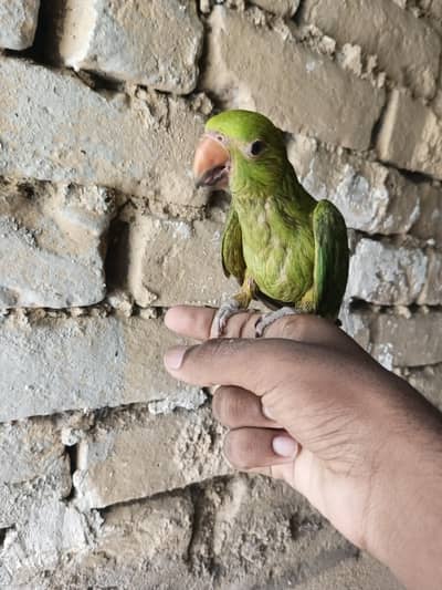 Hand tame green parrot
