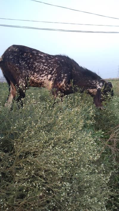 makhi Cheena 4 dant breedar Bakra for sel